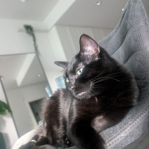 Black cat lounging on a gray textured chair, bathed in soft natural light.
