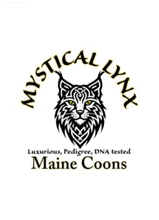 Mystical Lynx
 Maine Coons
