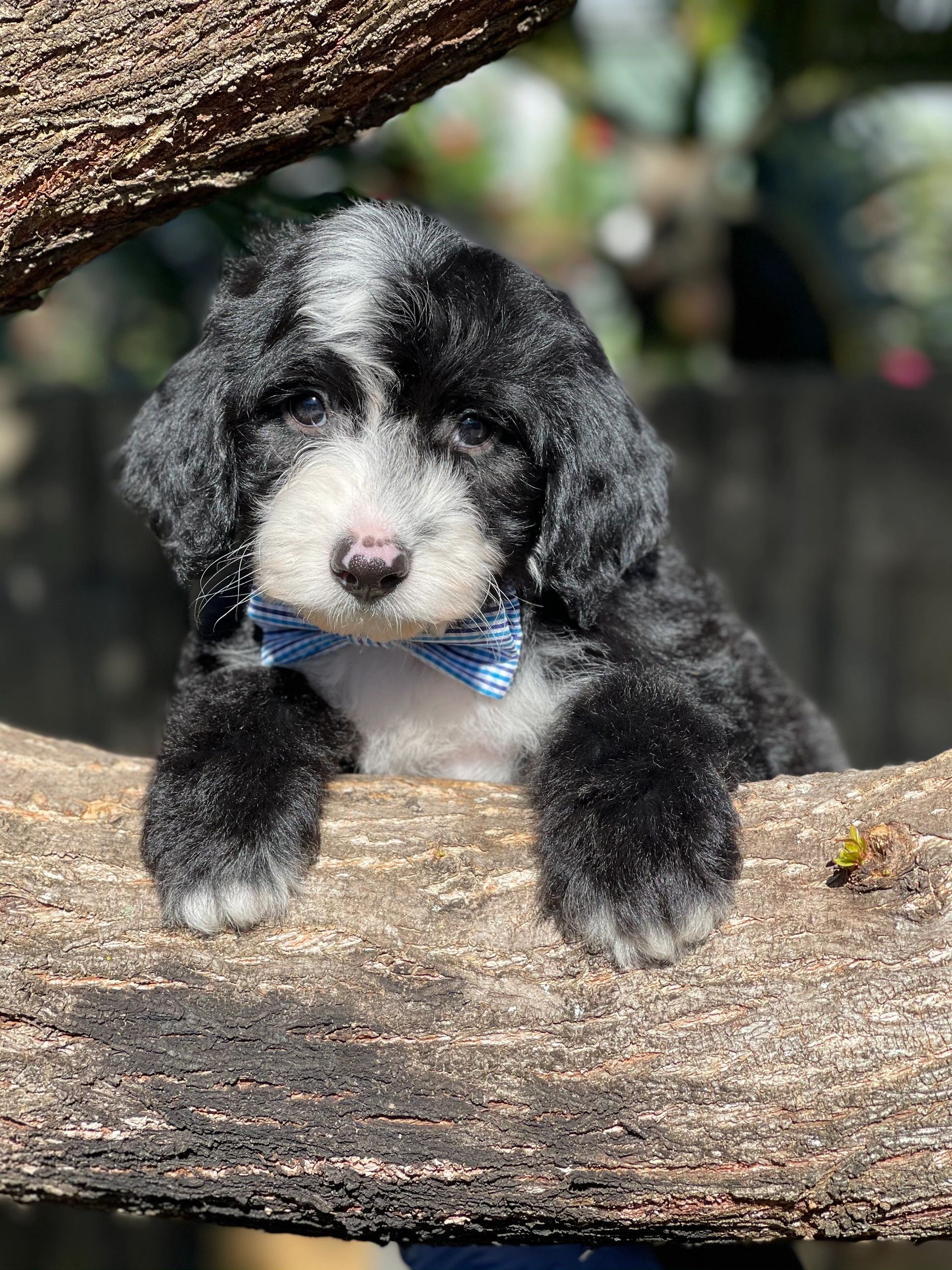 Rescues Puppies & Rescues