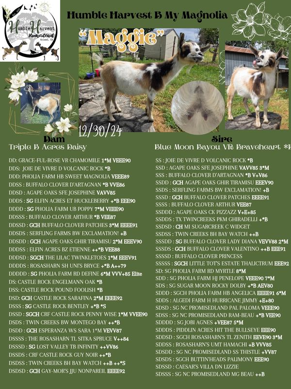 Collage showcasing a goat named Maggie with pedigree details from Humble Harvest B My Magnolia.