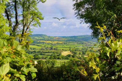 Scenic green valley with a bird flying overhead.