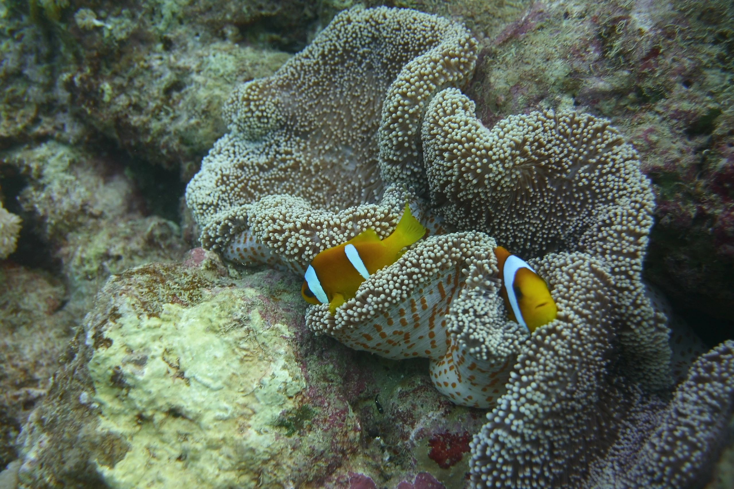 SCUBA DIVING