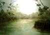 Mangroves in Margarita Island 