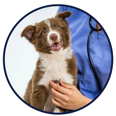 Border collie puppy