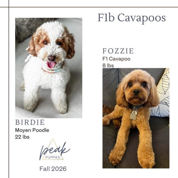 Two cute Cavapoo puppies, Birdie and Fozzie, shown with breed and weight details.