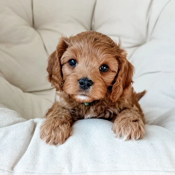Cavapoo puppy