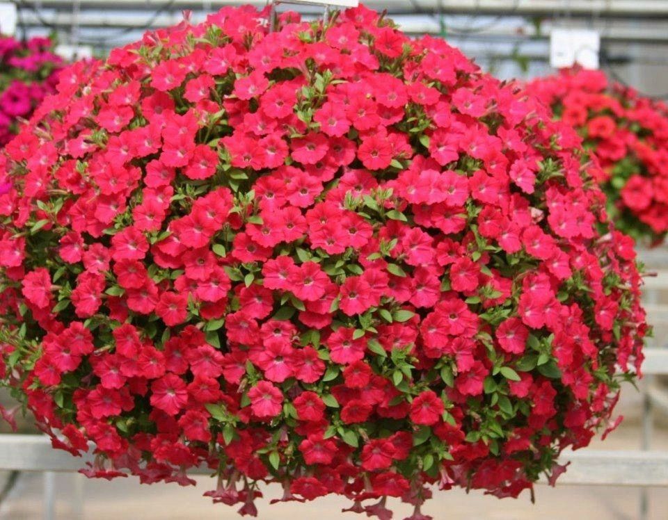 Engelke Farm Family Fun in Troy, New York