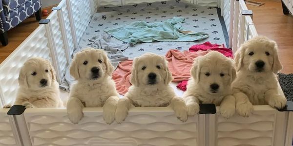 English cream golden retriever puppies.