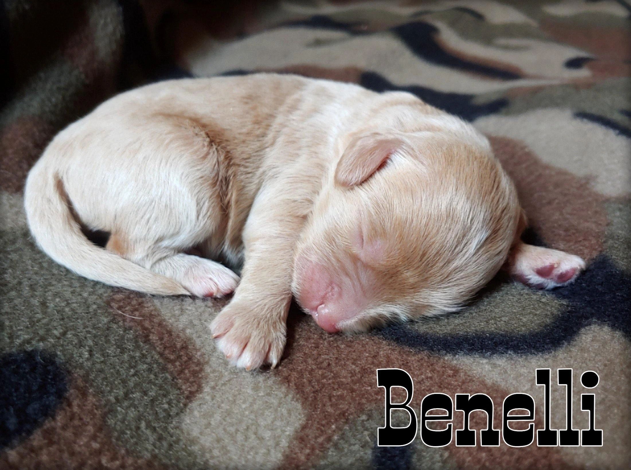 Puppy Availability