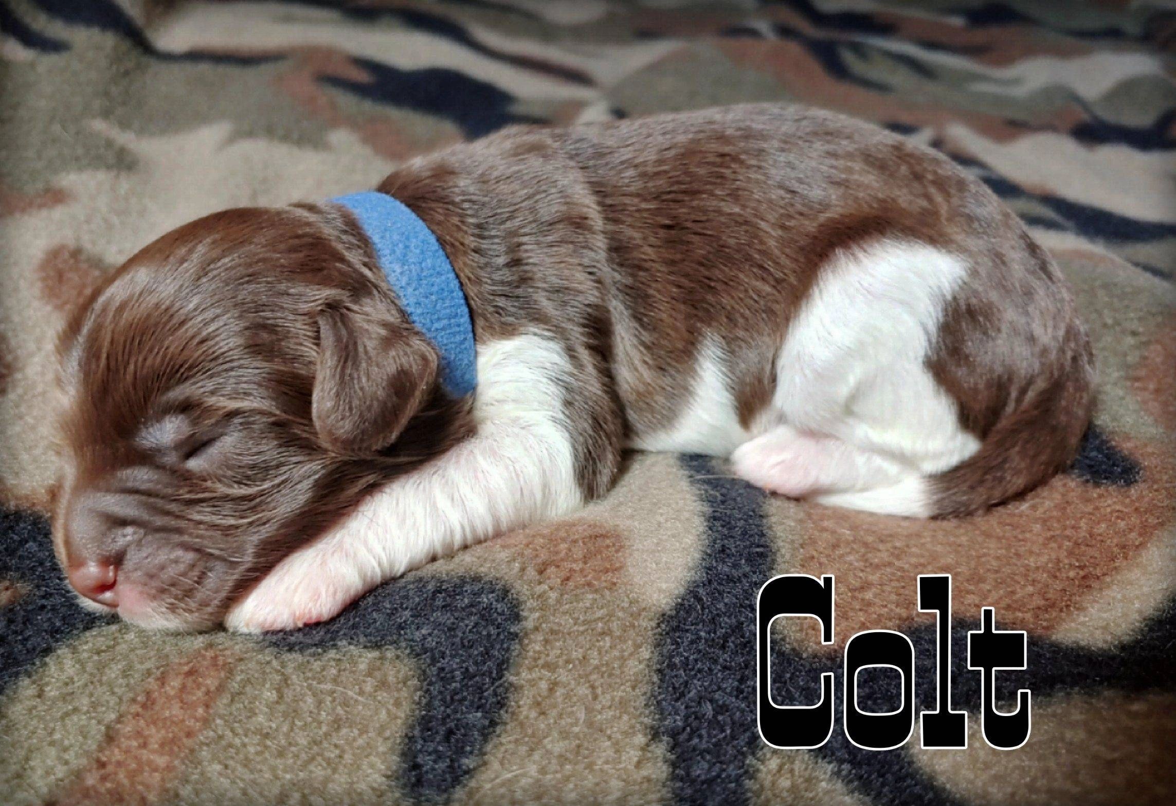 Puppy Availability