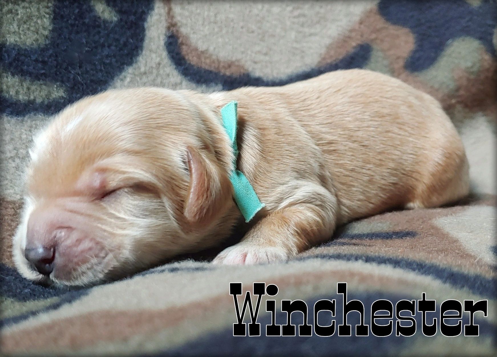 Puppy Availability