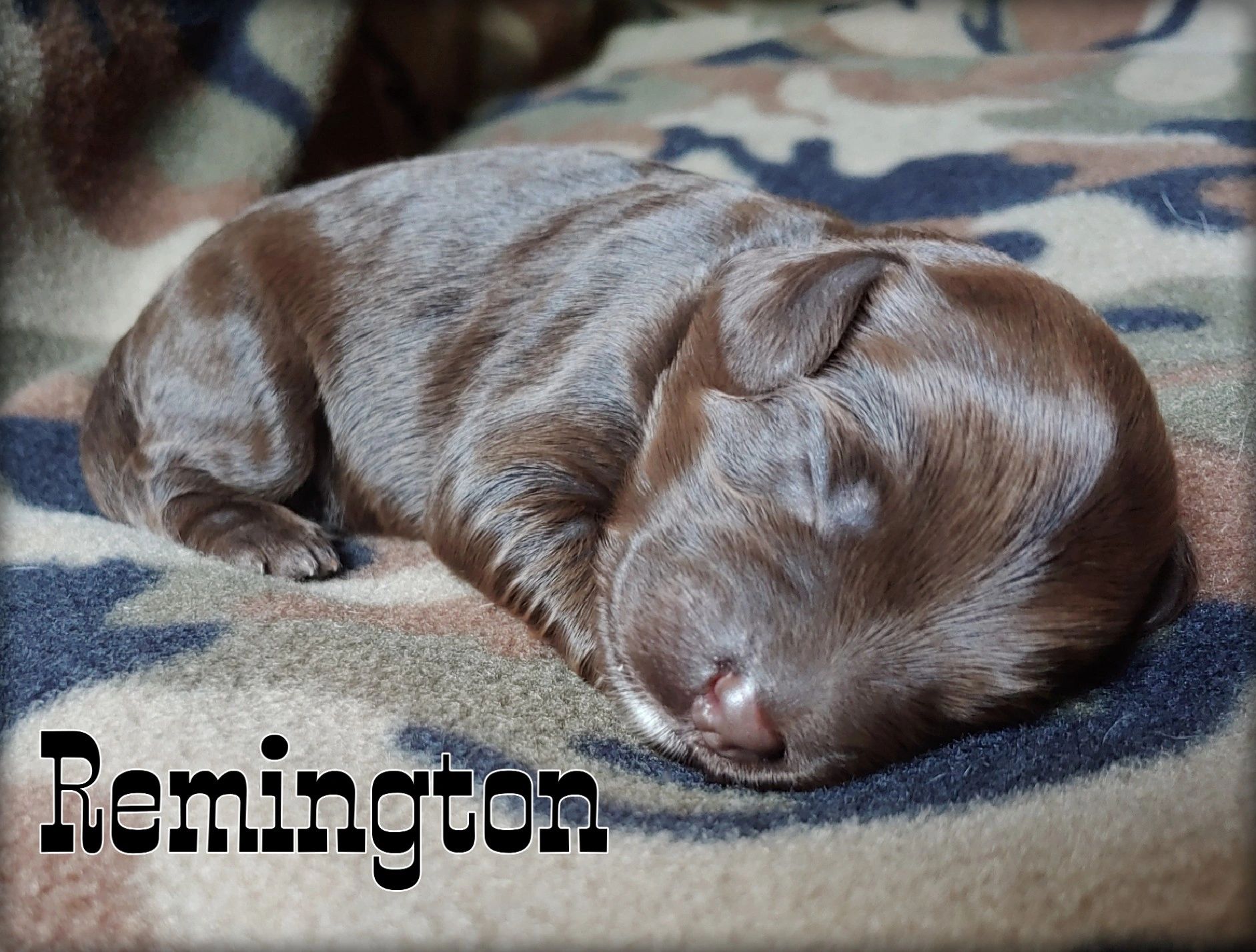 Puppy Availability