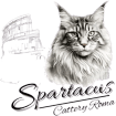 mainecoonspartacus