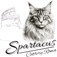 mainecoonspartacus