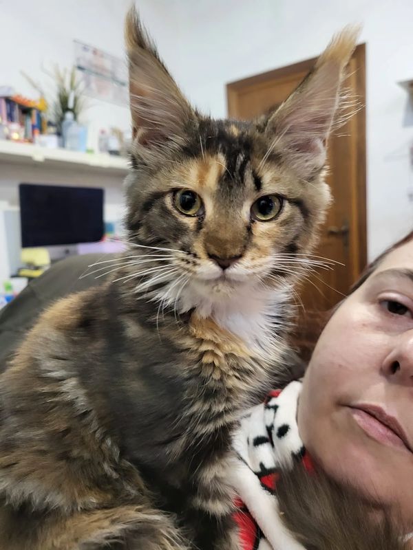 A fluffy tabby cat with large ears sitting close to a person's face indoors.