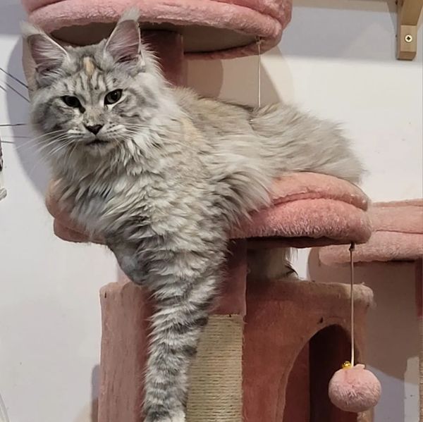 Fluffy gray cat lounging on a pink cat tree with one paw hanging down.