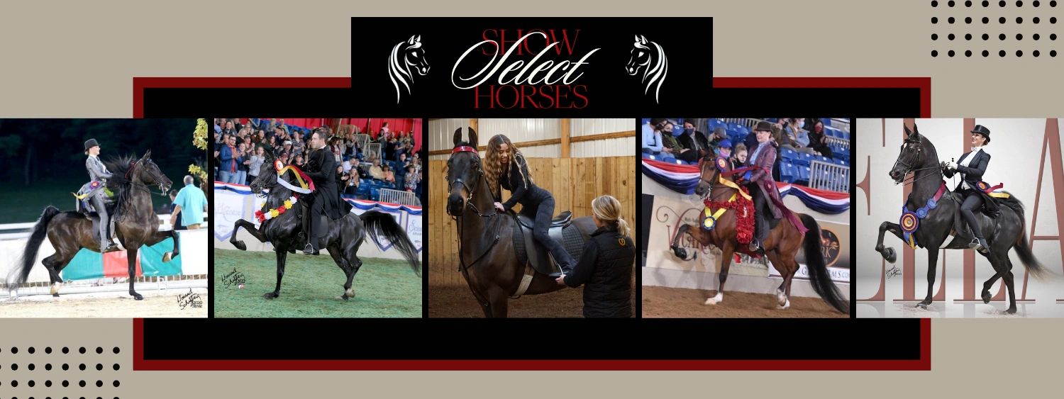 Select Show Horses