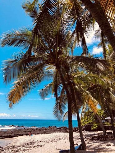 palm trees on beach near ocean