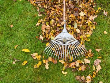 rake with fall leaves in green grass