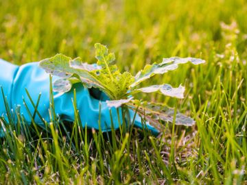 blue glove pulling a weed