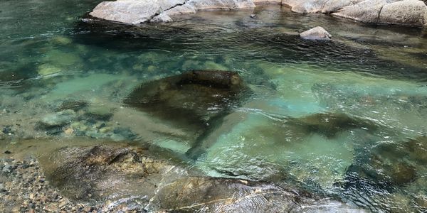 Clear water revealing rocks beneath in a natural stream.