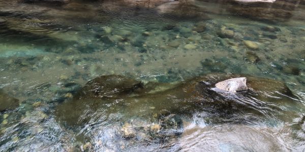 Clear water flowing over rocks in a shallow stream.