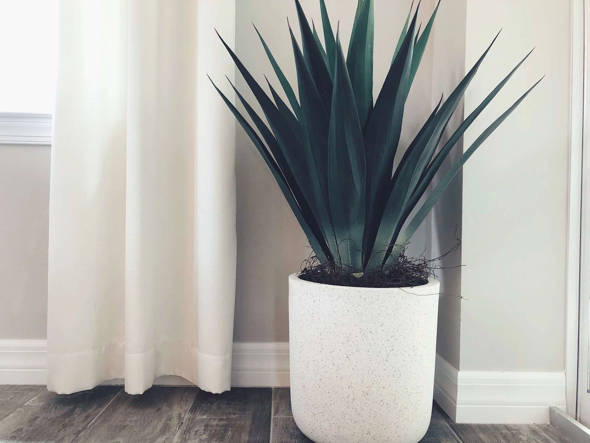 5 Natural Ways to Improve Indoor Air Quality at Home