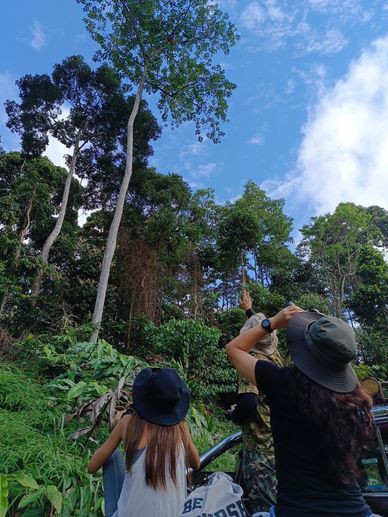 Wild Orang Utan at Deramakot