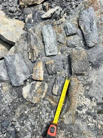 Fossilized coral fragments among rocks with measuring tape.