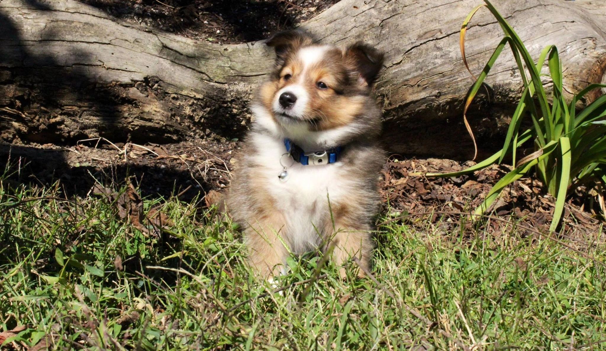 sheltie puppies