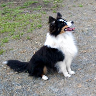 Poshies Toy Sheltie Pom Fox Point Farm