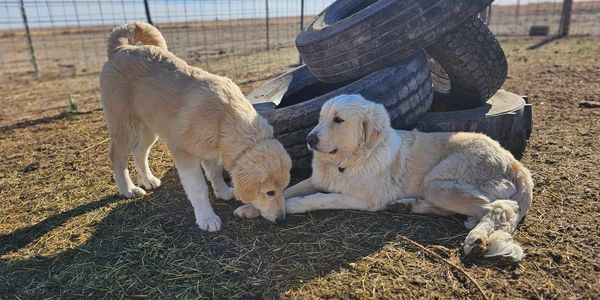 Colorado Mountain Dog
LGD 
CMD
CMD Colorado Mountain Dog
Puppy and Colorado Mountain Dog Breeder