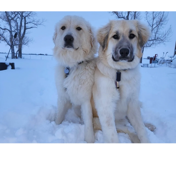 G4 Colorado Mountain Dog 