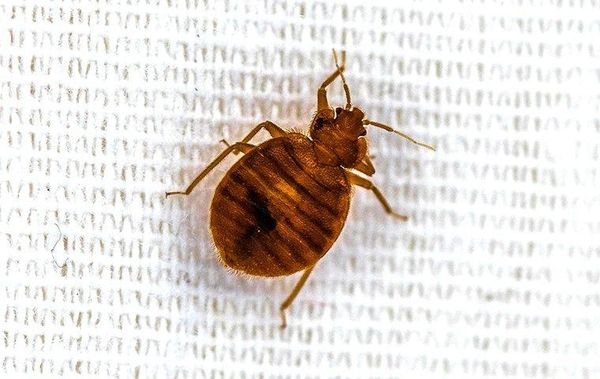 Bed Bug Treatment