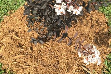 Fresh mulch, curb appeal, wizard pressure washing