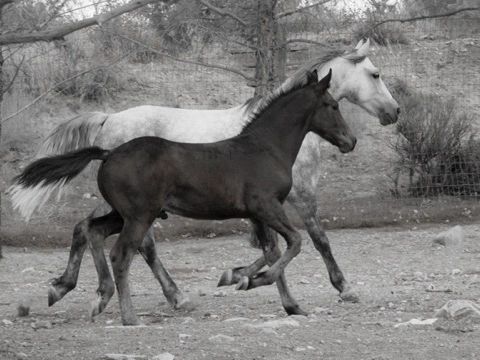 Raising and Training Wonderful, Happy, Balanced, Loving, Well- Rounded, Confident & Connected Horses