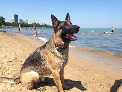 German Shepherd sitting on a sandy beach near the water.
