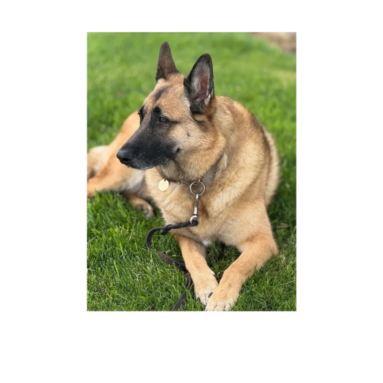 I lost my German Shepherd, Charlie Girl, during COVID in 2020, and we missed her deeply. I had been 