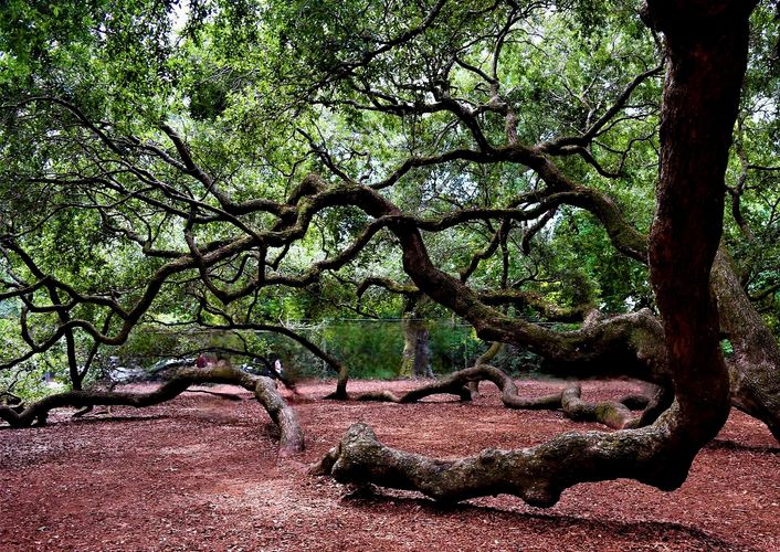 Angel Oak in Charleston, SC
