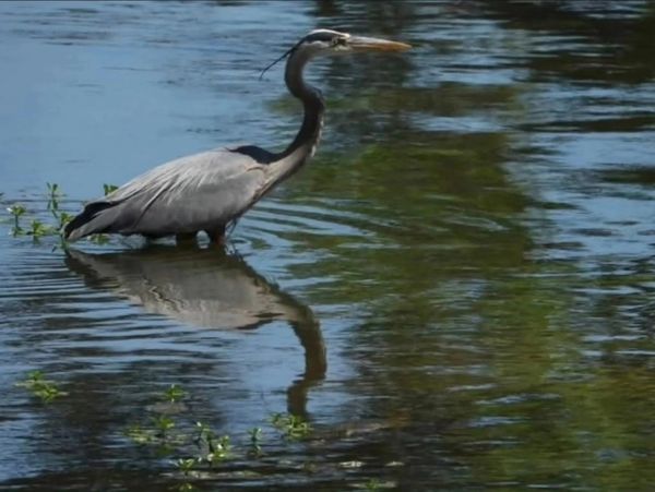 A heron stands in shallow water with its reflection visible.