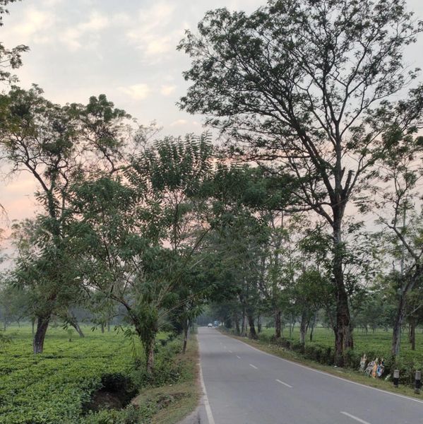 A serene road flanked by green trees and fields during early morning.