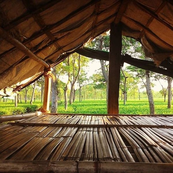 View from a rustic bamboo hut overlooking a lush green forest.