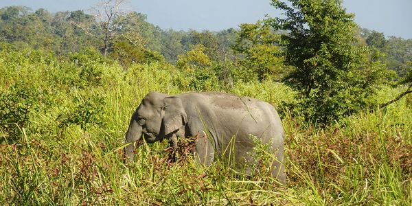 An elephant walking through tall grass in a forest.