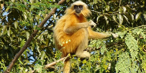 A golden langur sitting on a tree branch surrounded by green leaves.