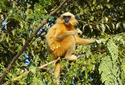 A golden langur monkey sitting on a tree branch in a forest.