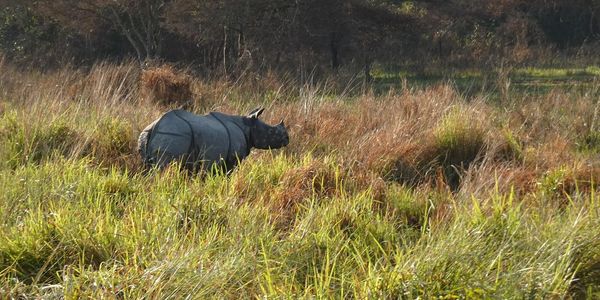 A rhinoceros standing in tall grass in a natural habitat.