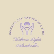 Northern Lights Labradoodles