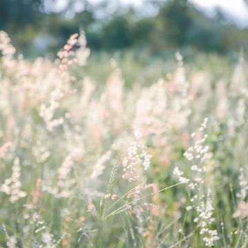A sunlit field of delicate wildflowers and grasses.