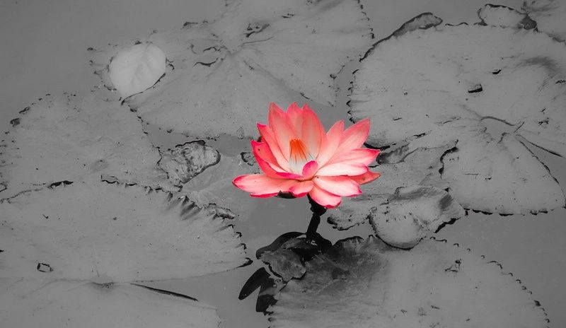 Lotus Project