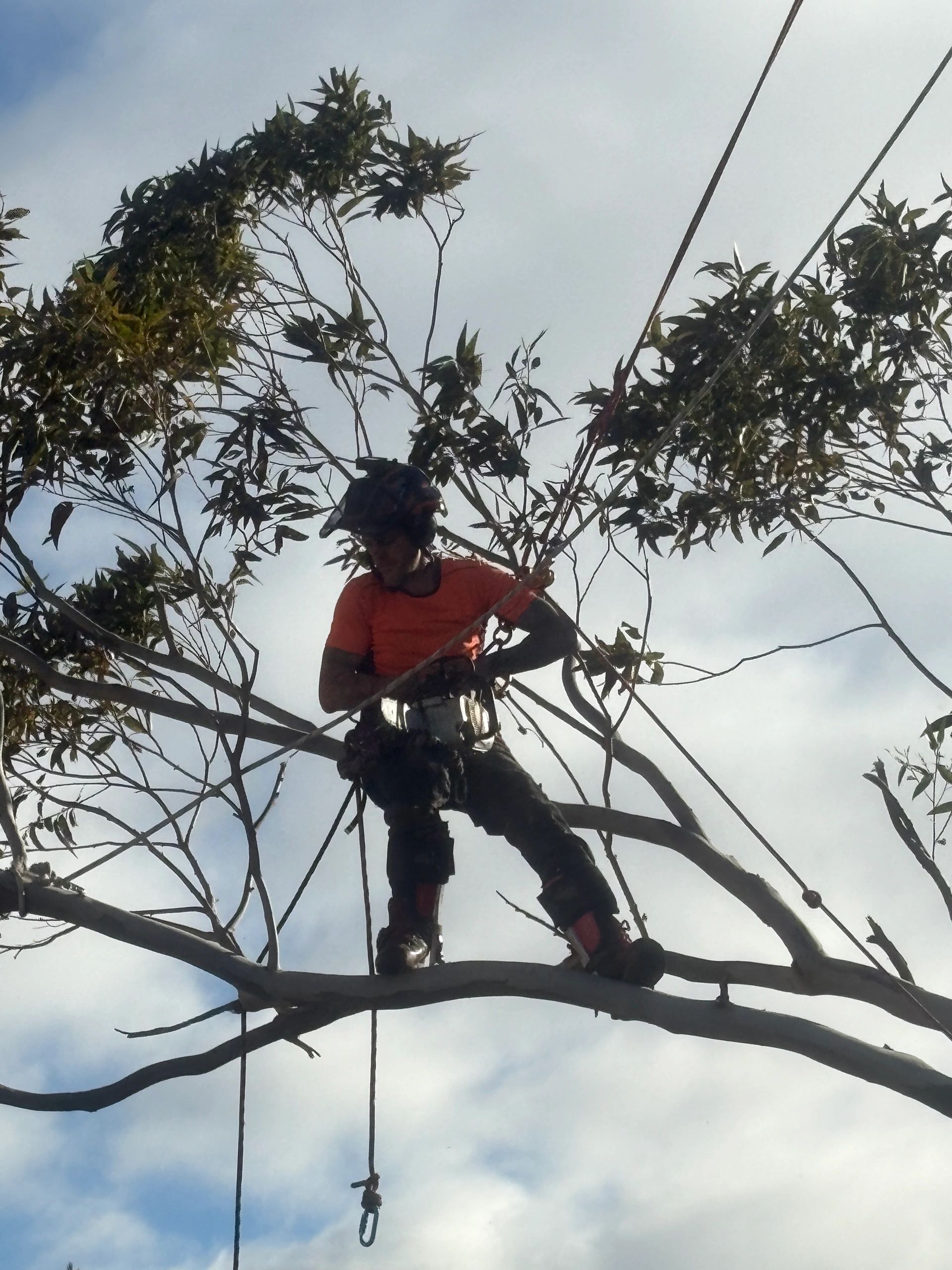 ProCare Tree Services
